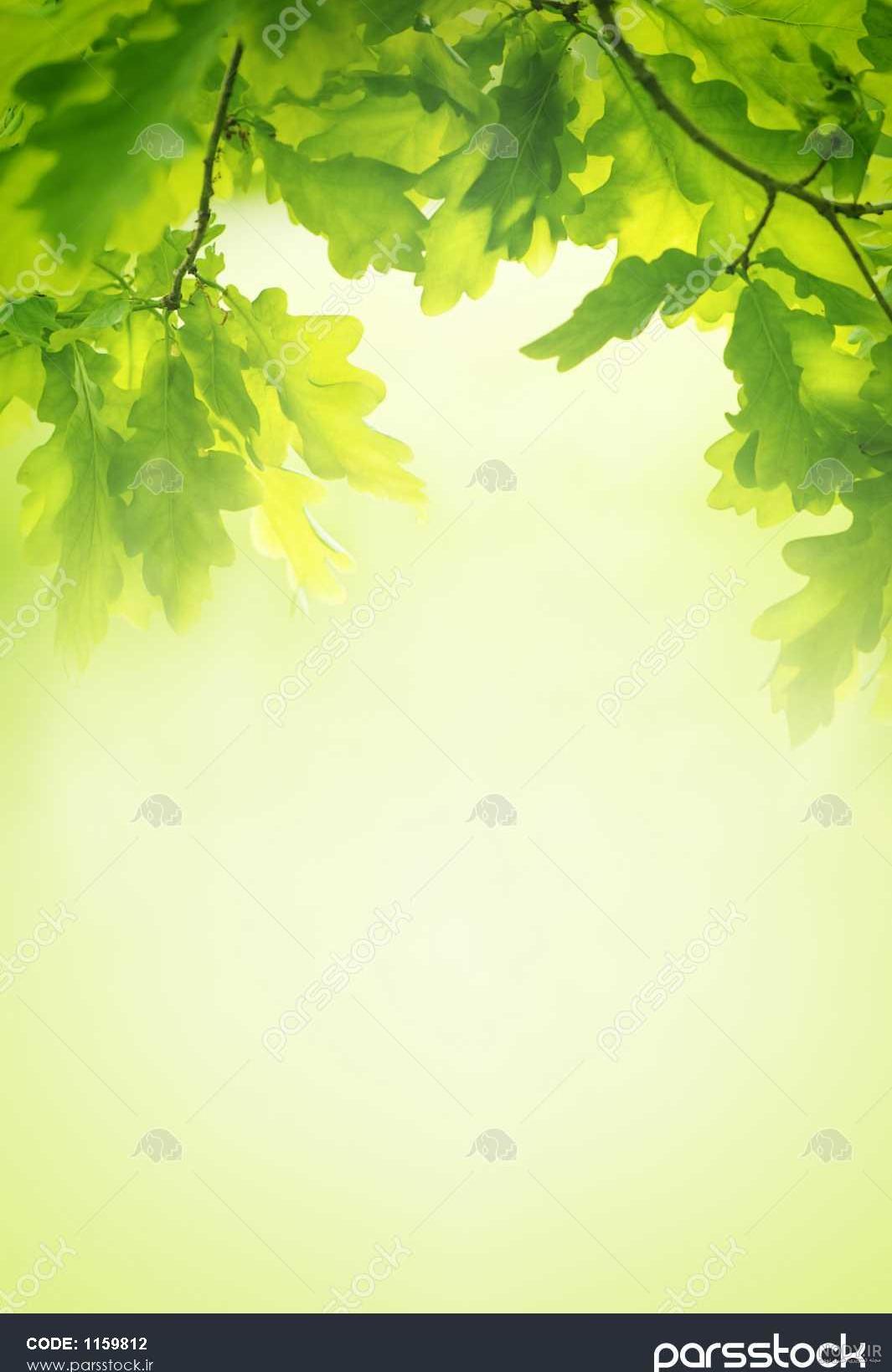 عکس پس زمینه سبز دخترانه عکس پس زمینه سبز دخترانه