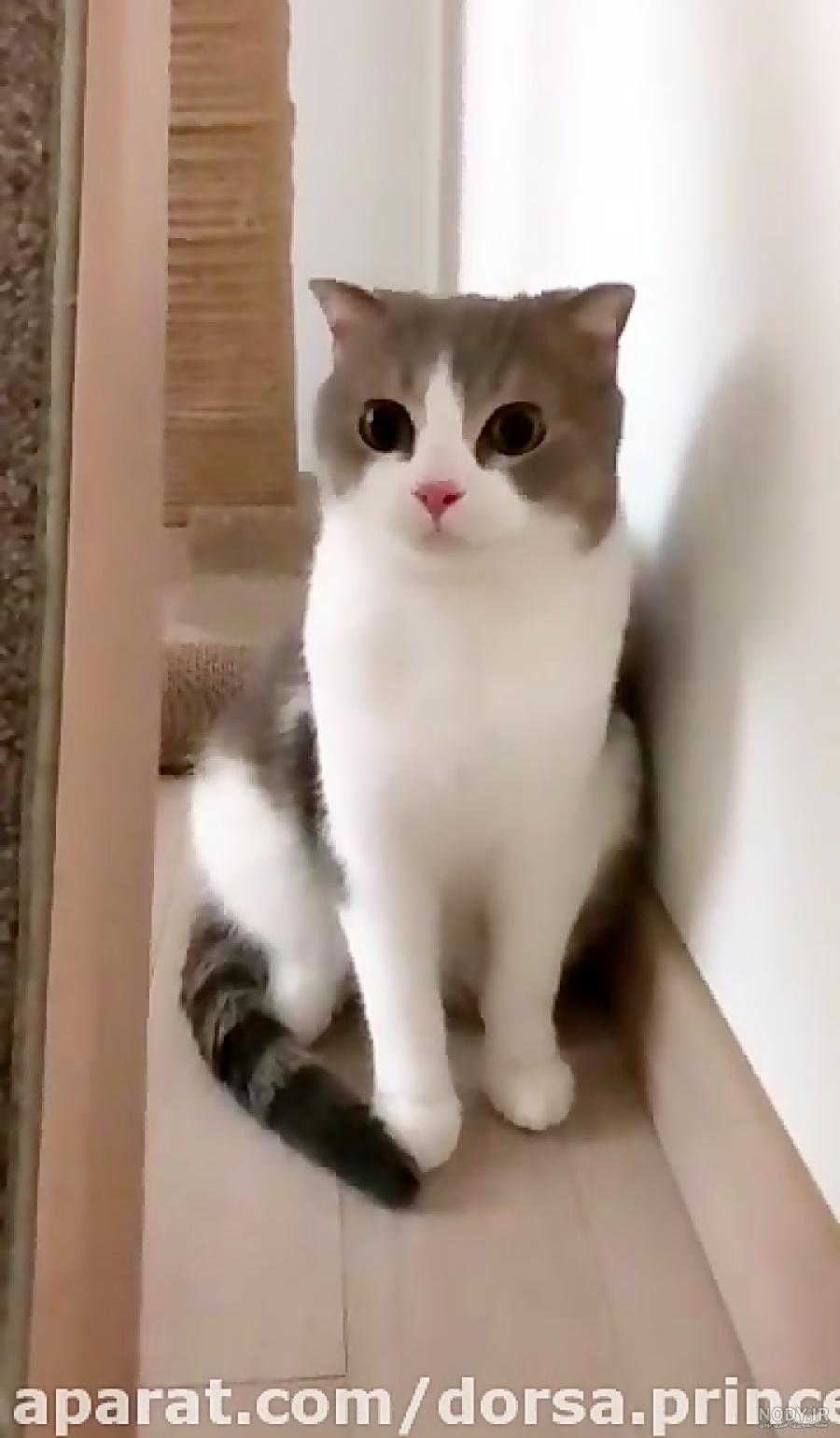 عکس گربه لیسا بلک پینک
