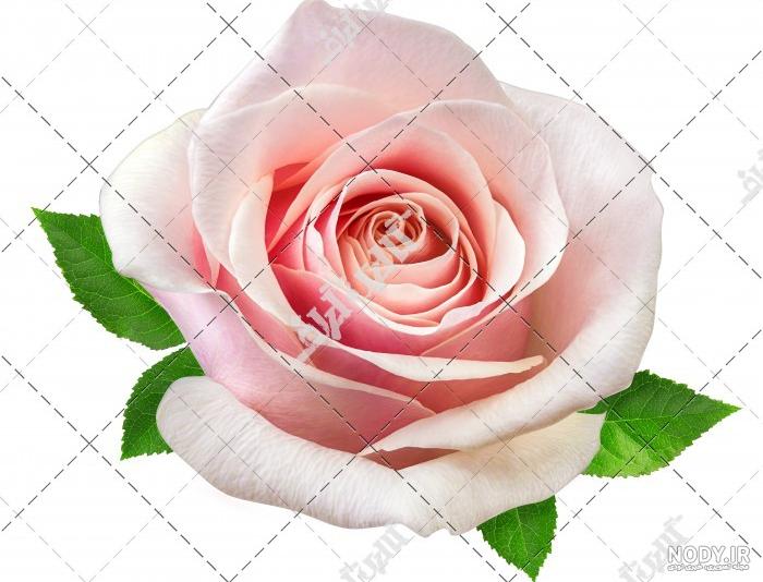 آموزش نقاشی گل شمعدانی آموزش نقاشی گل شمعدانی