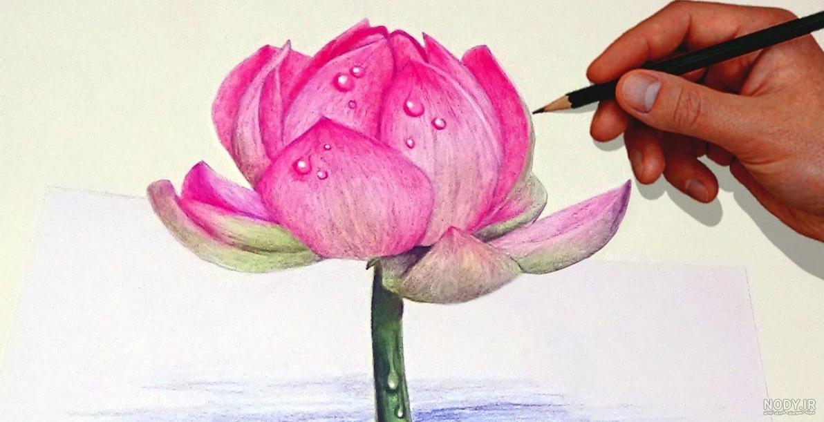 نقاشی گل رز با مداد رنگی ساده