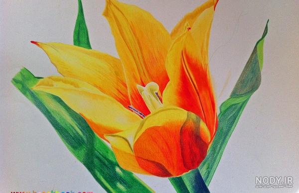 نقاشی گل محمدی با مداد رنگی