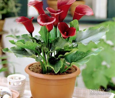 نقاشی باغچه پر از گل
