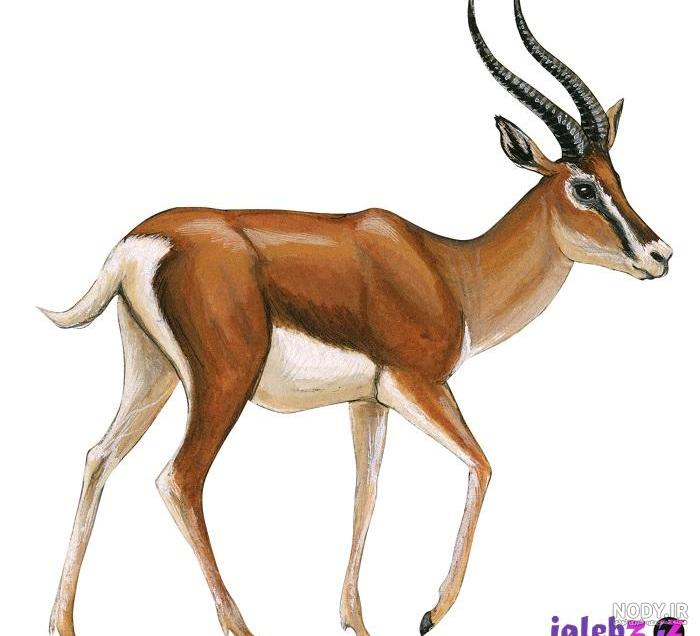 نقاشی کودکانه آهو نقاشی کودکانه آهو