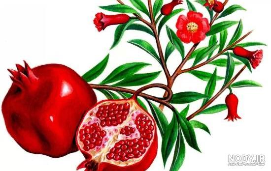 نقاشی گل انار نقاشی گل انار