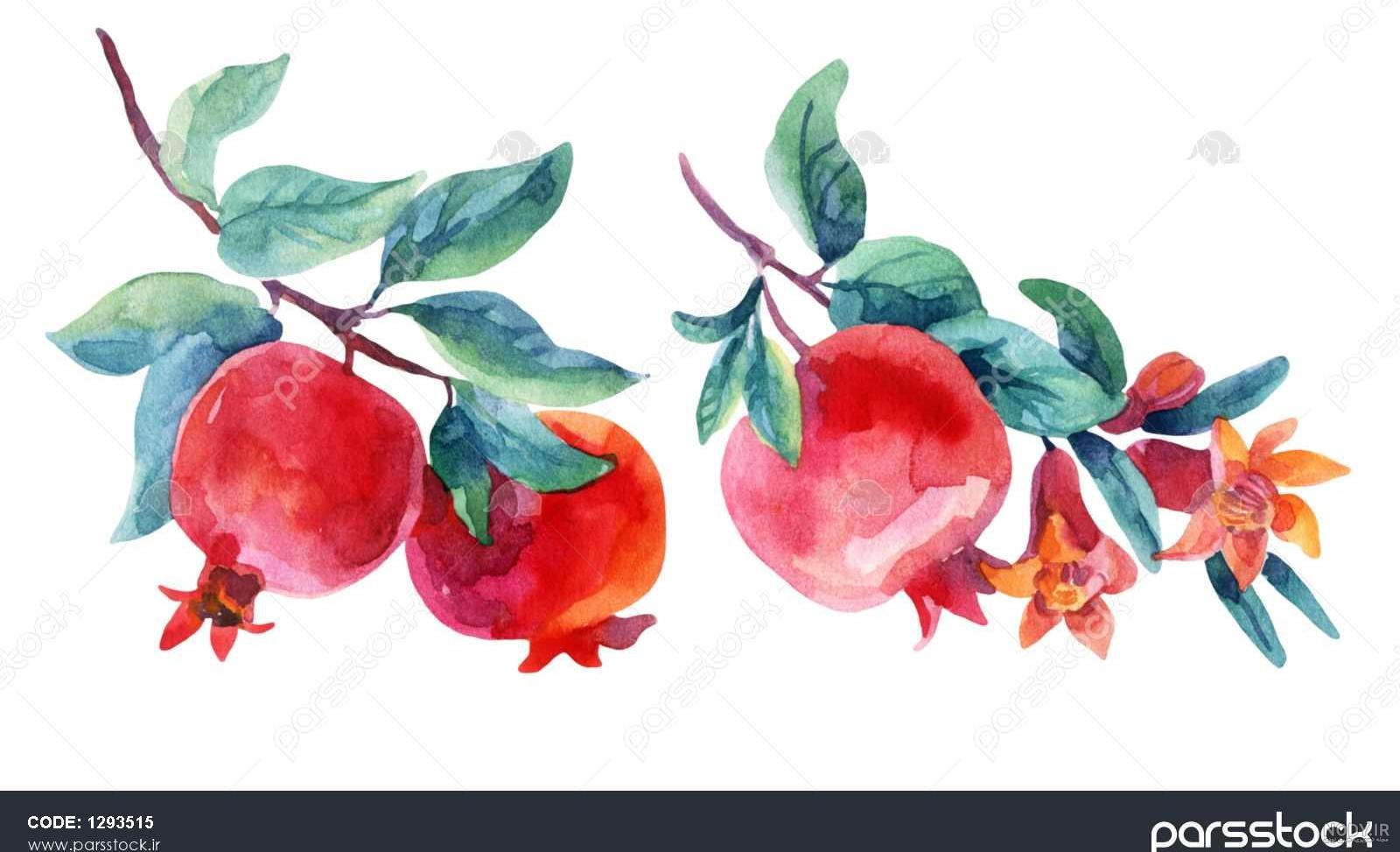 نقاشی گل اناری نقاشی گل اناری