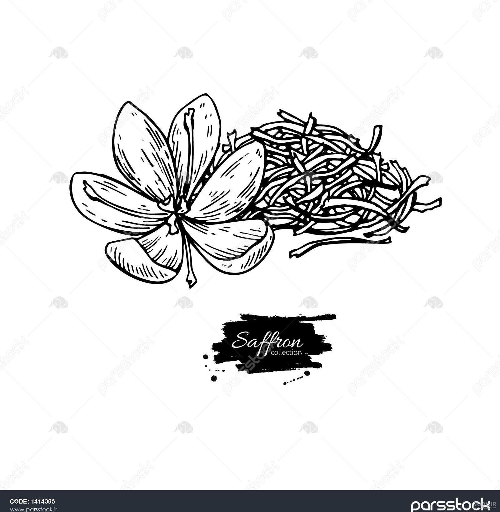 نقاشی گل زعفران نقاشی گل زعفران