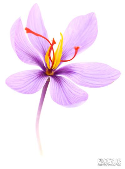 نقاشی گل زعفران برای کودکان نقاشی گل زعفران برای کودکان