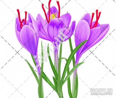 نقاشی گل زعفران کودکانه نقاشی گل زعفران کودکانه