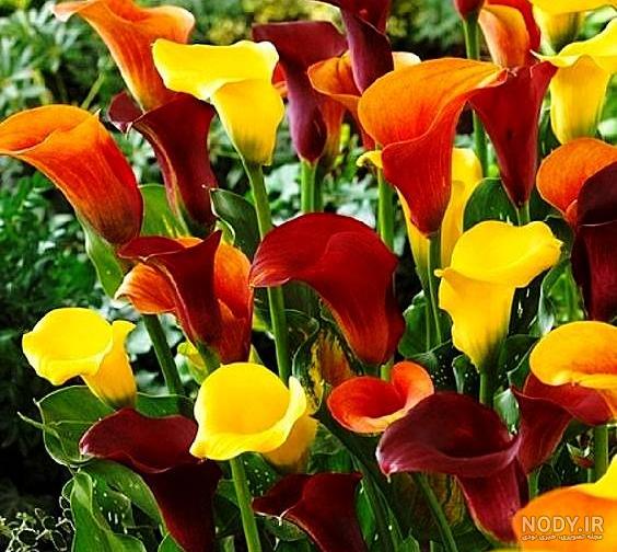 نقاشی گل زیبا و ساده