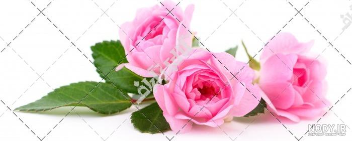 نقاشی گل محمدی آسان نقاشی گل محمدی آسان