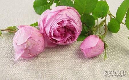 نقاشی گل محمدی بدون رنگ نقاشی گل محمدی بدون رنگ