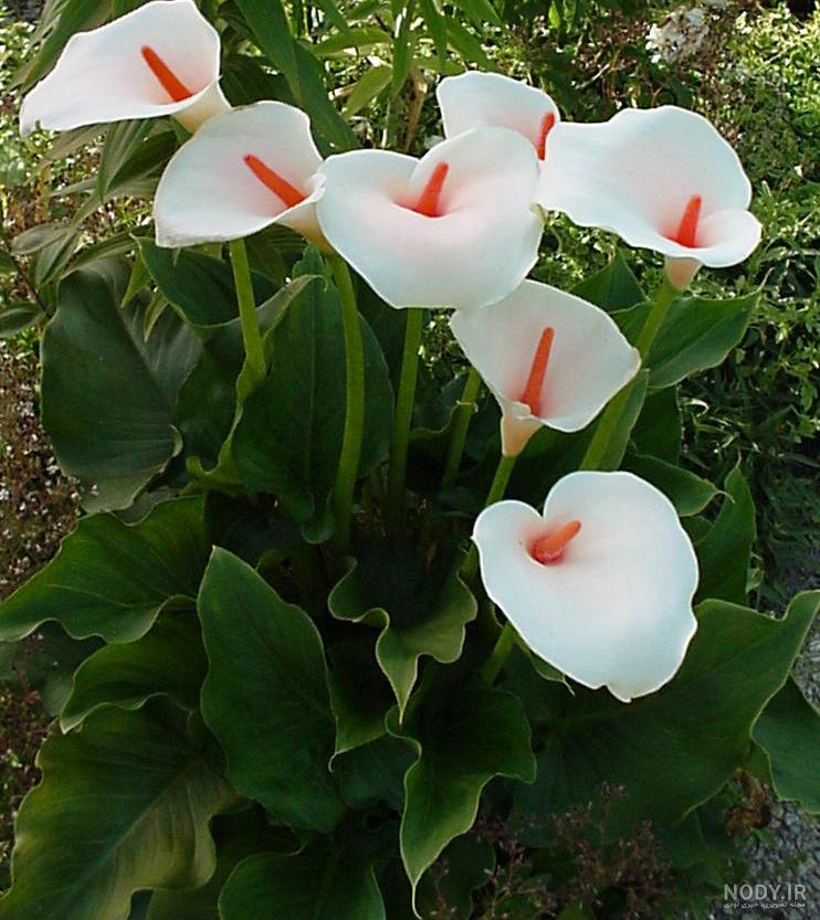 نقاشی گل پژمرده ساده