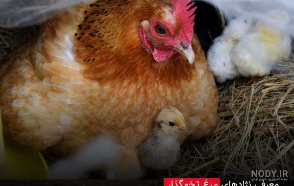 خرید مرغ کرچ خرید مرغ کرچ