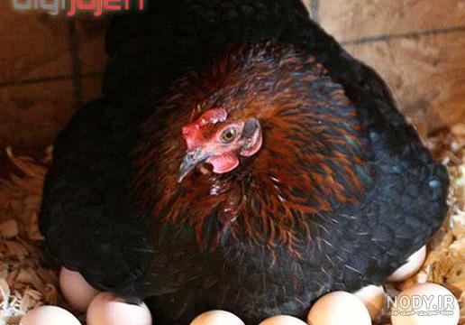 عکس مرغ لاری کرچ عکس مرغ لاری کرچ