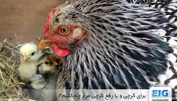 عکس مرغ محلی کرچ عکس مرغ محلی کرچ