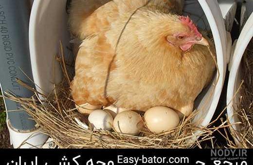 عکس مرغ کرچ شده عکس مرغ کرچ شده