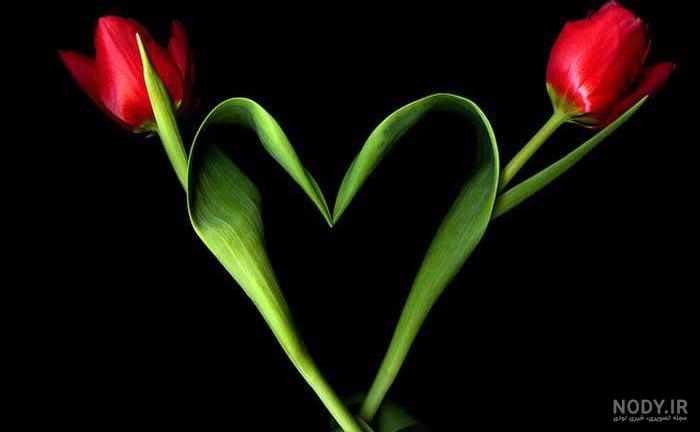 عکس های نایاب طبیعت عکس های نایاب طبیعت