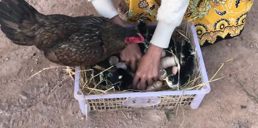 مرغ کرچ با جوجه مرغ کرچ با جوجه