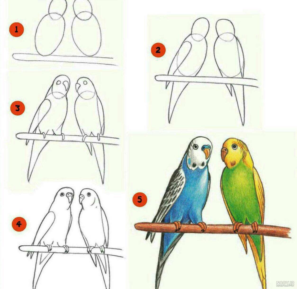 نقاشی طوطی