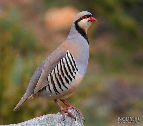 عکس جوجه کبک کوهی عکس جوجه کبک کوهی