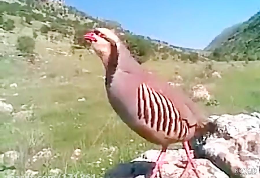 عکس کبک کوهی عکس کبک کوهی