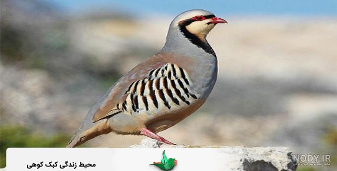 عکس کبک کوهی ماده عکس کبک کوهی ماده