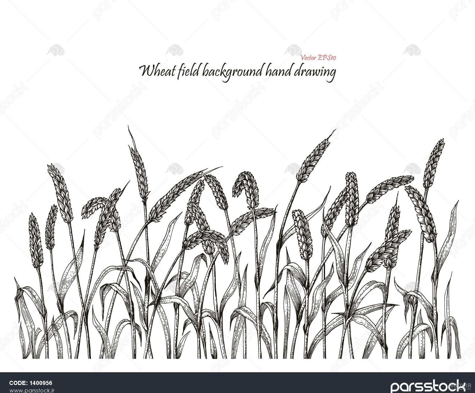 نقاشی کودکانه گل گندم نقاشی کودکانه گل گندم