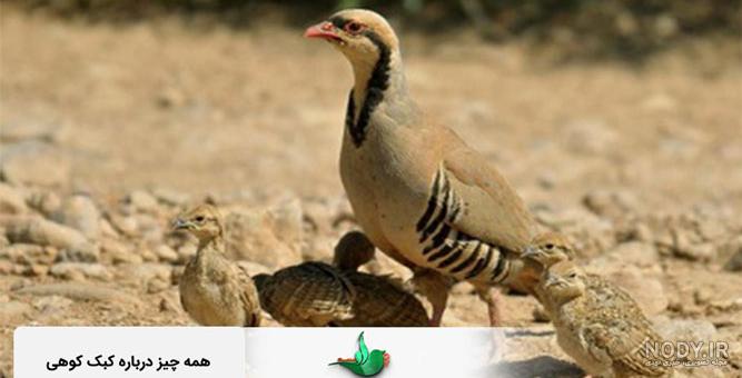 کبک پرورشی کبک پرورشی
