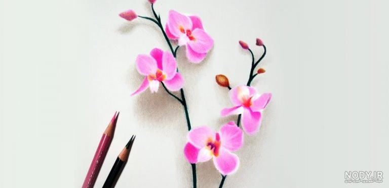 رنگ امیزی گل رز با مداد رنگی
