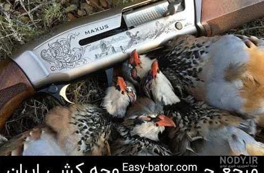 شکار کبک با تفنگ بادی در ایران شکار کبک با تفنگ بادی در ایران