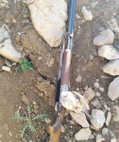 شکار کبک با تفنگ دولول شکار کبک با تفنگ دولول