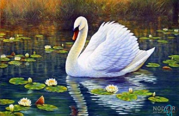 عکس پرنده زیبا