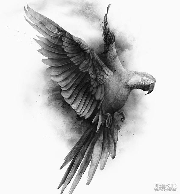 نقاشی سیاه قلم از قو