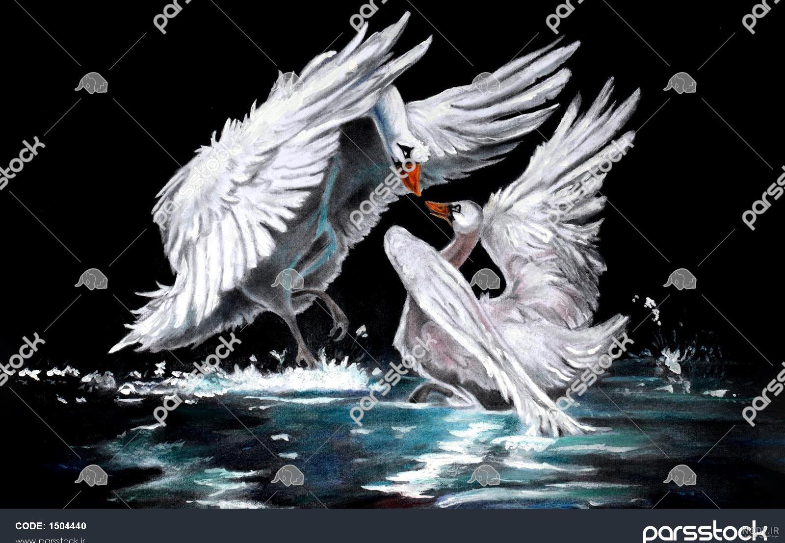 نقاشی سیاه قلم قو