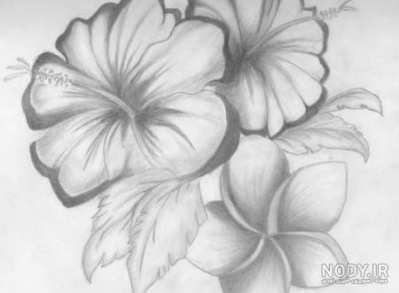 نقاشی گل حرفه ای با مداد رنگی