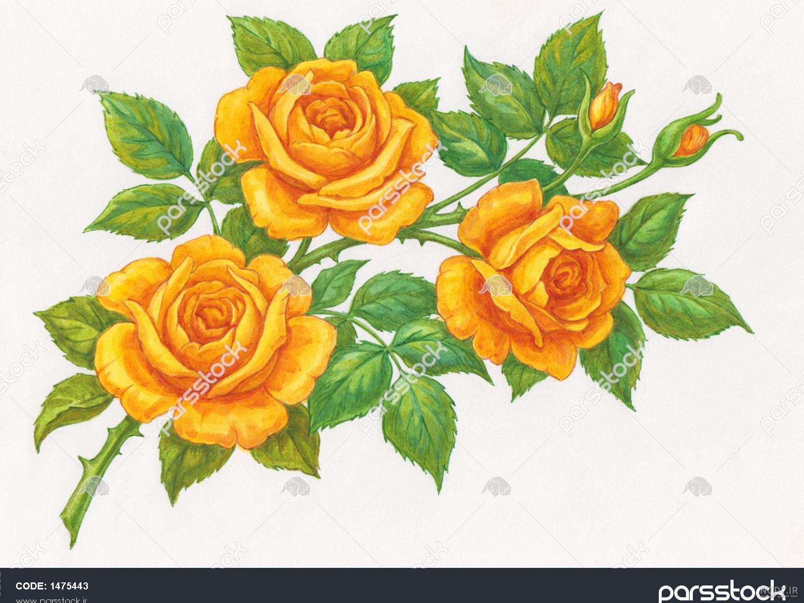 نقاشی گل رز زرد نقاشی گل رز زرد
