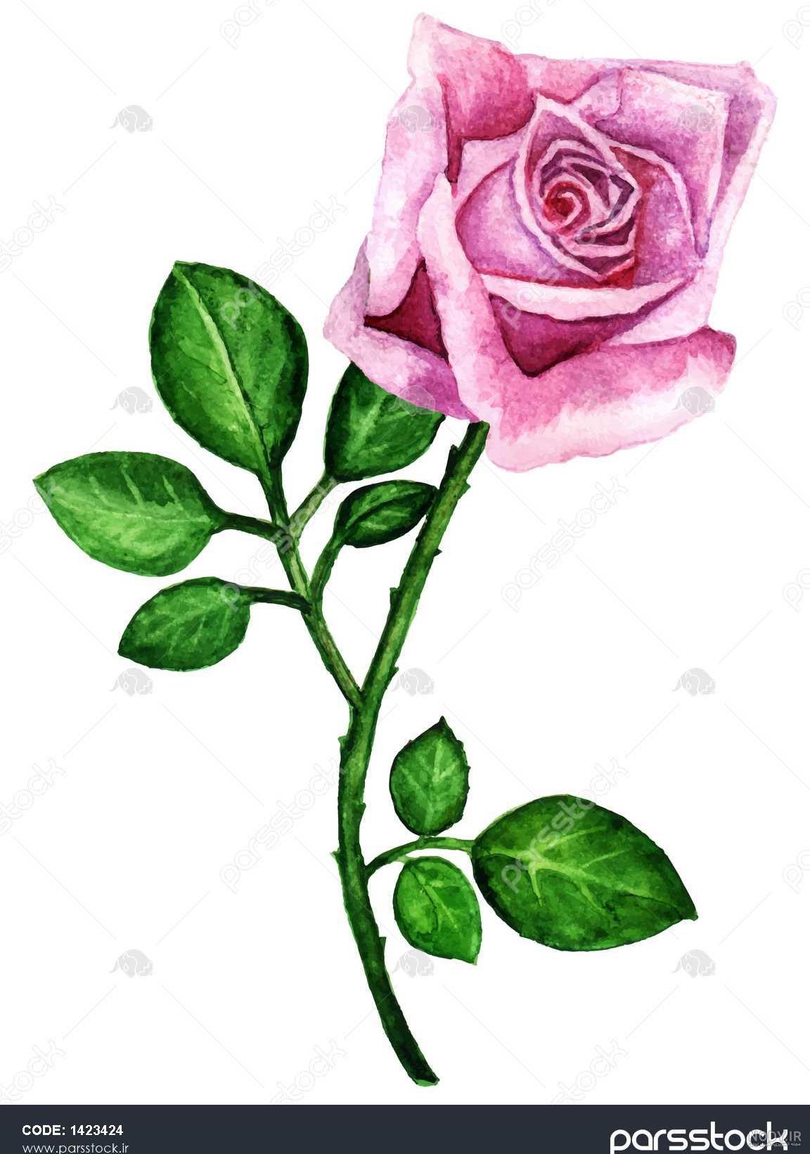 فیلم نقاشی گل رز