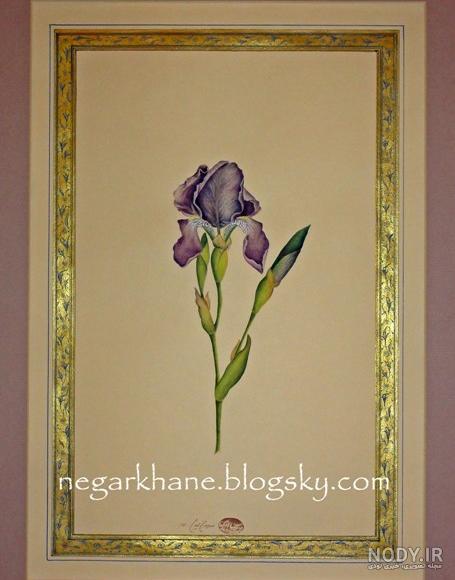 نقاشی اجزای گل سوسن نقاشی اجزای گل سوسن