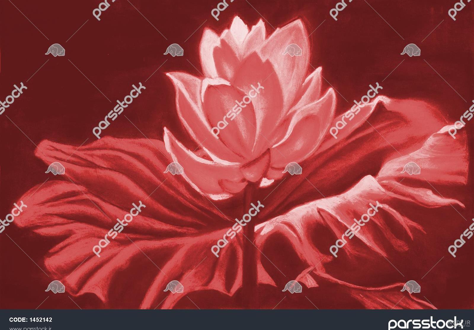 نقاشی نیلوفر آبی نقاشی نیلوفر آبی