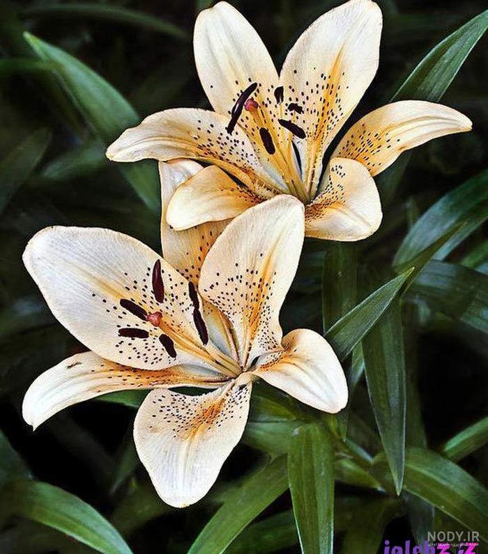 نقاشی گل سوسن نقاشی گل سوسن
