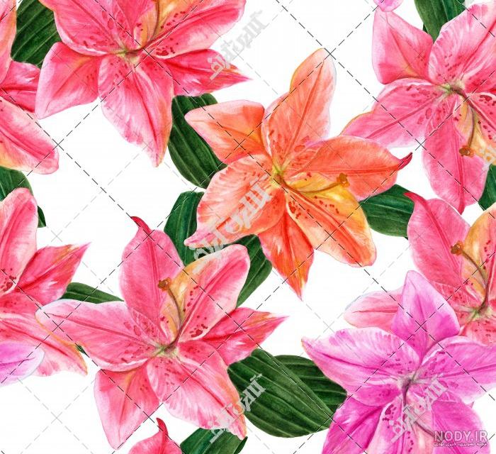 نقاشی گل محمدی نقاشی گل محمدی