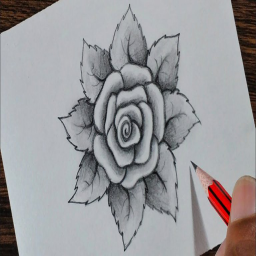 نقاشی گل محمدی طراحی نقاشی گل محمدی طراحی