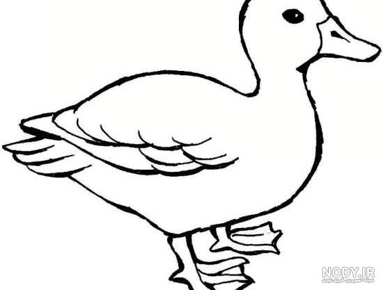 نقاشی مرغ نقاشی مرغ
