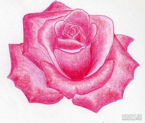 نقاشی گل نرگس