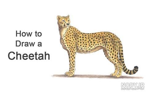 نقاشی یوزپلنگ نقاشی یوزپلنگ