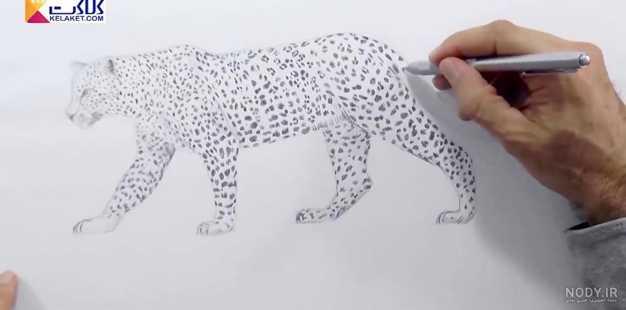 نقاشی یوزپلنگ برای کودکان نقاشی یوزپلنگ برای کودکان