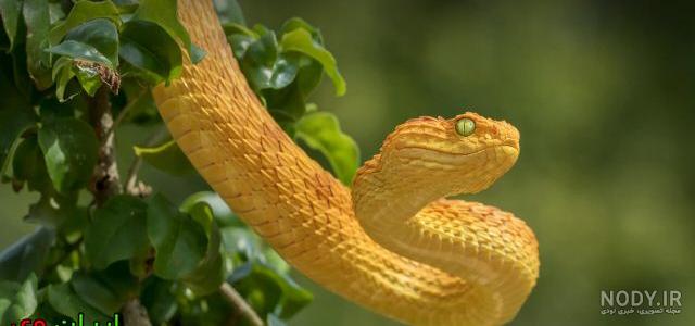 عکس مار افعی سیاه