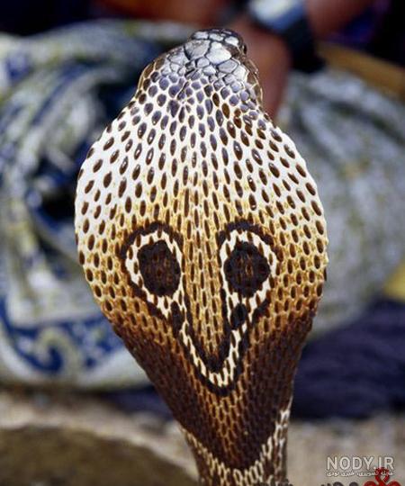 عکس مار کبری عینکی عکس مار کبری عینکی