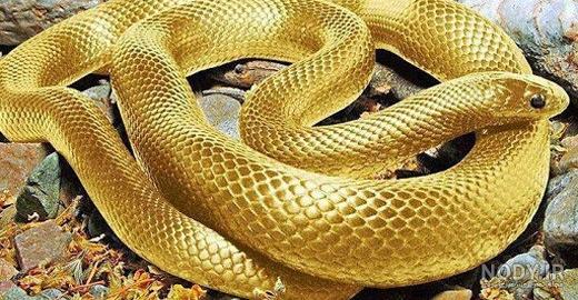مار بنفش مار بنفش