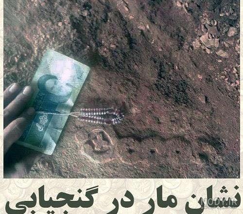 افعی در دفینه افعی در دفینه